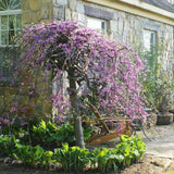 Arborele lui Iuda Plangator Lavender Twist, cu flori roz-mov si direct pe tulpina si ramuri, crengi arcuite pletosi, pentru gradini mici
