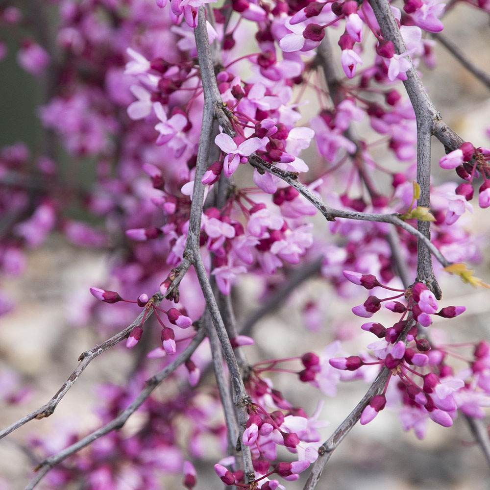 Arborele lui Iuda Plangator Lavender Twist, cu flori roz-mov si direct pe tulpina si ramuri, crengi arcuite pletosi, pentru gradini mici
