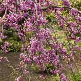 Arborele lui Iuda Plangator Lavender Twist, cu flori roz-mov si direct pe tulpina si ramuri, crengi arcuite pletosi, pentru gradini mici