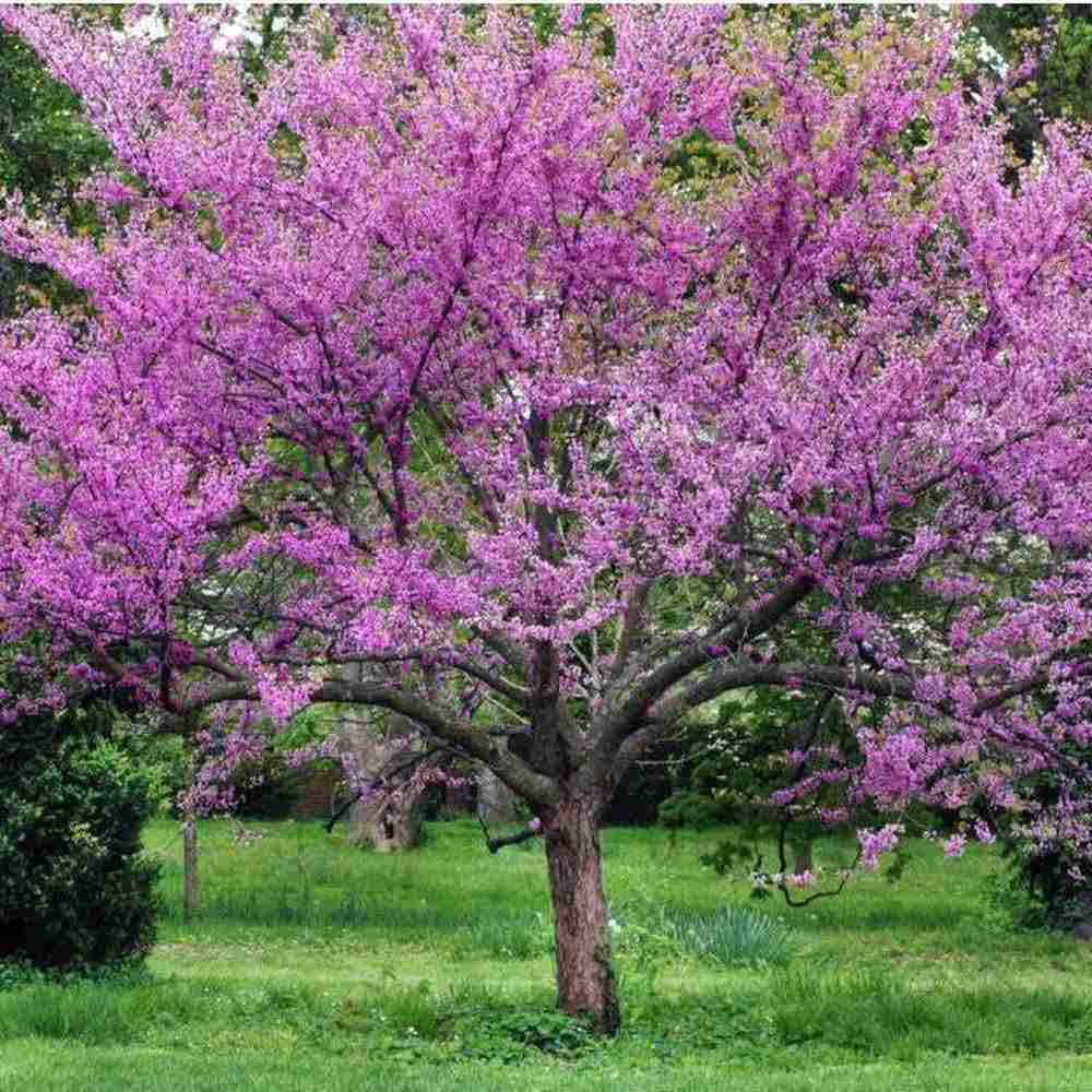 Arborele Lui Iuda Roz (Cercis siliquastrum), arbore ornamental cu frunze purpurii spectaculoase inimioase, Inflorire roz-violacee si direct pe tulpina si ramuri