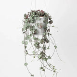 Lantul Inimilor Silver Glory (Ceropegia Woodii), 70 cm, frunze in forma de inima,argintii, usor de ingrijit