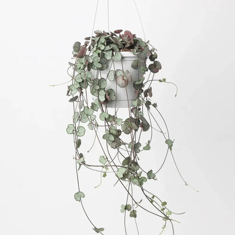 Lantul Inimilor Silver Glory (Ceropegia Woodii), 70 cm, frunze in forma de inima,argintii, usor de ingrijit
