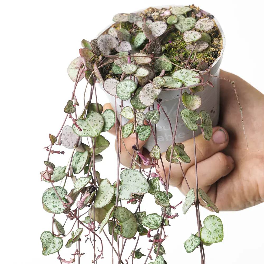 Lantul Inimilor Silver Glory (Ceropegia Woodii), 70 cm, frunze in forma de inima,argintii, usor de ingrijit