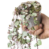 Lantul Inimilor Silver Glory (Ceropegia Woodii), 70 cm, frunze in forma de inima,argintii, usor de ingrijit