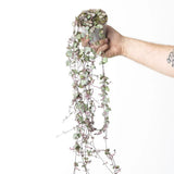 Lantul Inimilor Silver Glory (Ceropegia Woodii), 70 cm, frunze in forma de inima,argintii, usor de ingrijit