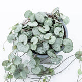Lantul Inimilor Silver Glory (Ceropegia Woodii), 70 cm, frunze in forma de inima,argintii, usor de ingrijit