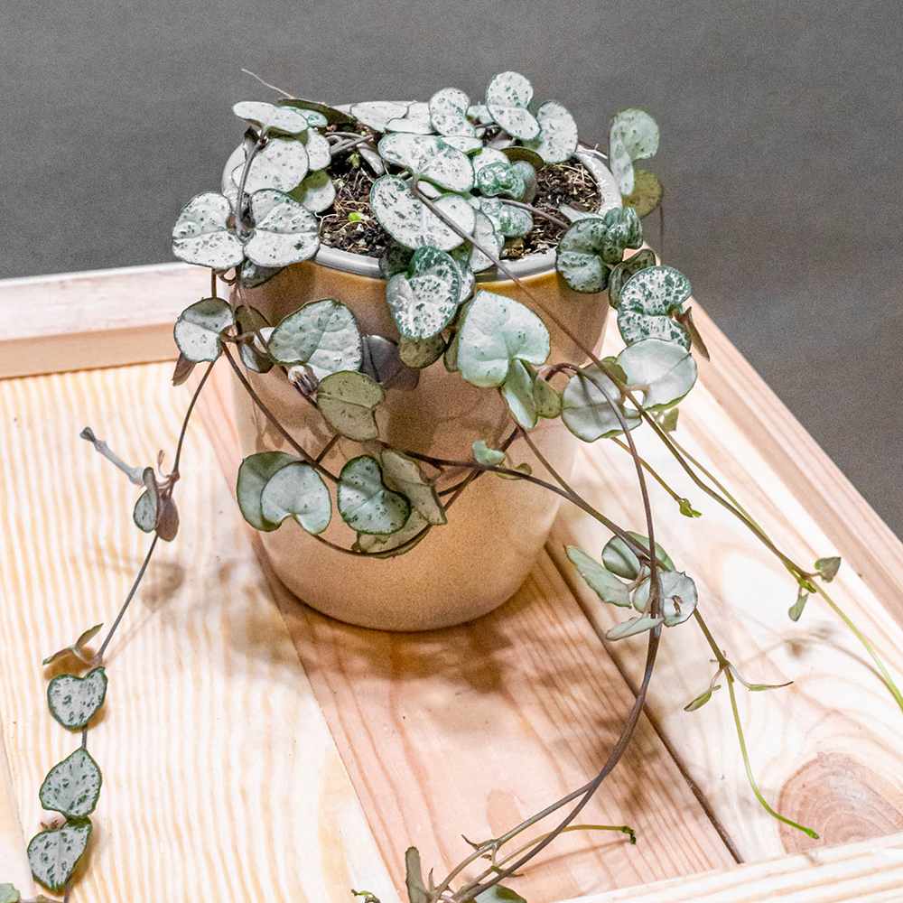 Lantul Inimilor Silver Glory (Ceropegia Woodii), 70 cm, frunze in forma de inima,argintii, usor de ingrijit