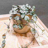 Lantul Inimilor Silver Glory (Ceropegia Woodii), 70 cm, frunze in forma de inima,argintii, usor de ingrijit