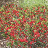 Gutui Japonez, Merisor (Chaenomeles) Mango Storm, arbust decorativ cu flori portocalii parfumate si fructe comestibile