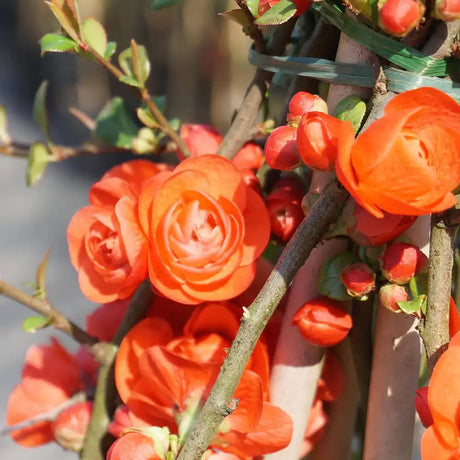 Gutui Japonez, Merisor (Chaenomeles) Orange Storm, cu flori duble portocalii