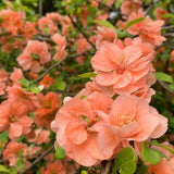 Gutui Japonez, Merisor (Chaenomeles) Cameo, cu flori duble portocalii-somon