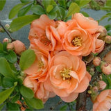 Gutui Japonez, Merisor (Chaenomeles) Cameo, cu flori duble portocalii-somon