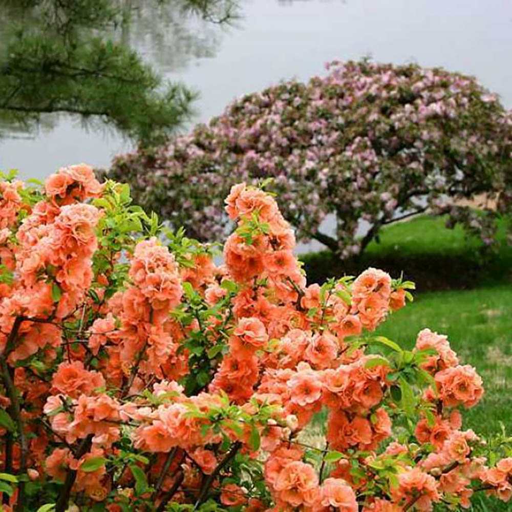 Gutui Japonez, Merisor (Chaenomeles) Cameo, cu flori duble portocalii-somon