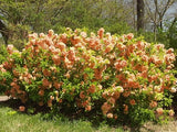 Gutui Japonez, Merisor (Chaenomeles) Cameo, cu flori duble portocalii-somon