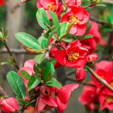 Gutui Japonez, Merisor (Chaenomeles) Texas Scarlet, cu flori duble rosii