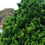 Chiparos Pitic Japonez Hinoki (Chamaecyparis Nana) Gracilis, conifer pitic verde-intens, vesnic verde, compact, gradini mici