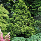 Chiparos Pitic Japonez Hinoki (Chamaecyparis Nana) Gracilis Aurea, conifer pitic galben-auriu, vesnic verde, compact, gradini mici