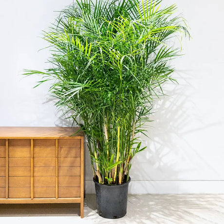Palmier de Bambus (Chamaedorea seifrizii), 180 cm, planta de interior, purifica aer, intretinere redusa