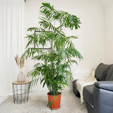 Palmier de Bambus (Chamaedorea seifrizii), 180 cm, planta de interior, purifica aer, intretinere redusa