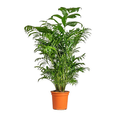 Palmier de Bambus (Chamaedorea seifrizii), 180 cm, planta de interior, purifica aer, intretinere redusa