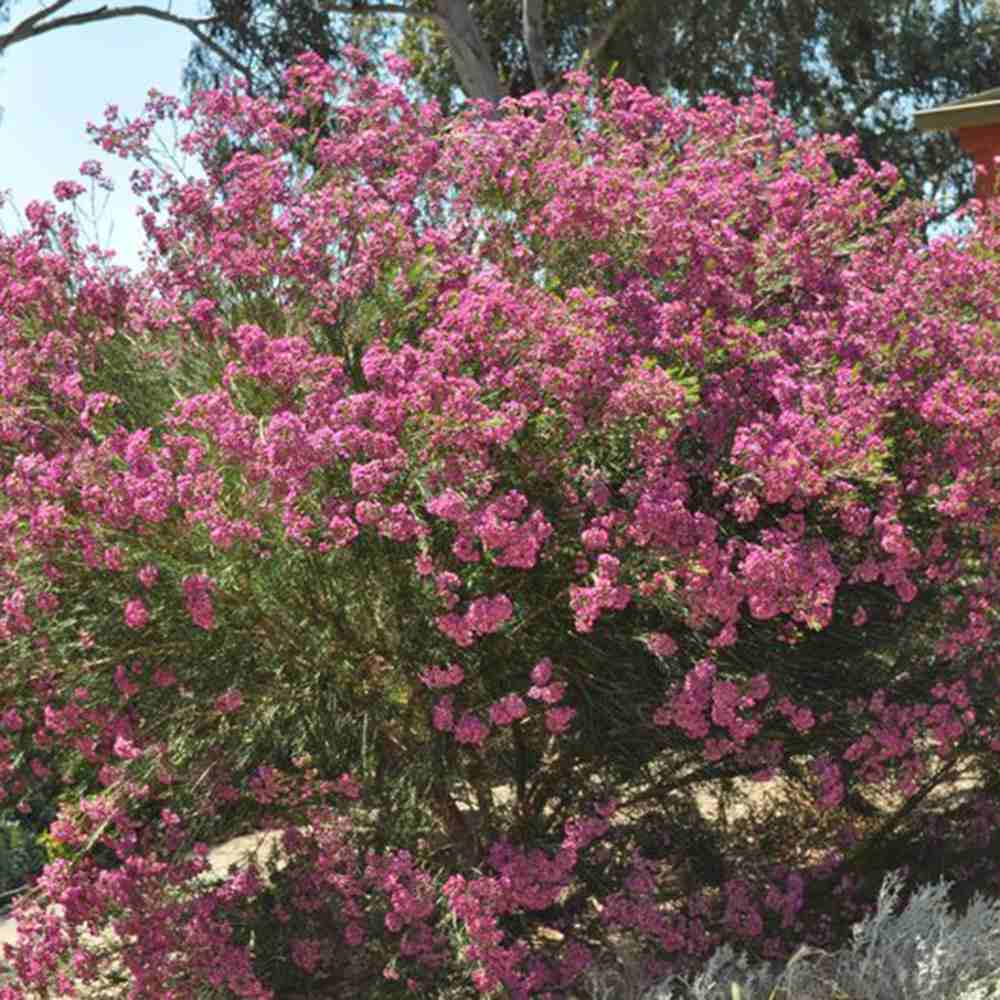 Viaszvirág (Chamelaucium uncinatum) – illatos, örökzöld ausztrál cserje teraszra