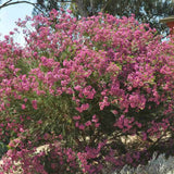 Viaszvirág (Chamelaucium uncinatum) – illatos, örökzöld ausztrál cserje teraszra