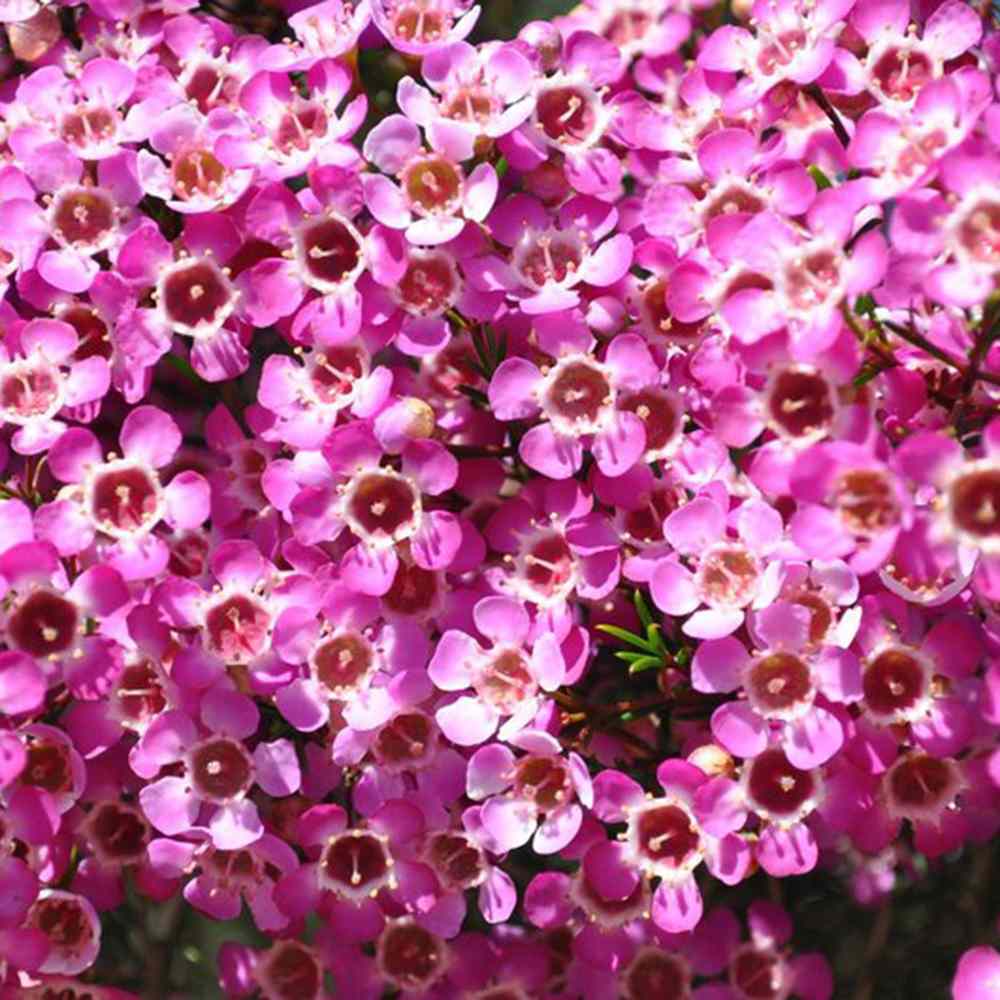 Viaszvirág (Chamelaucium uncinatum) – illatos, örökzöld ausztrál cserje teraszra