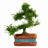 Zelkova bonsai – japán miniatűr szilfa, 50 cm, tökéletes ajándék
