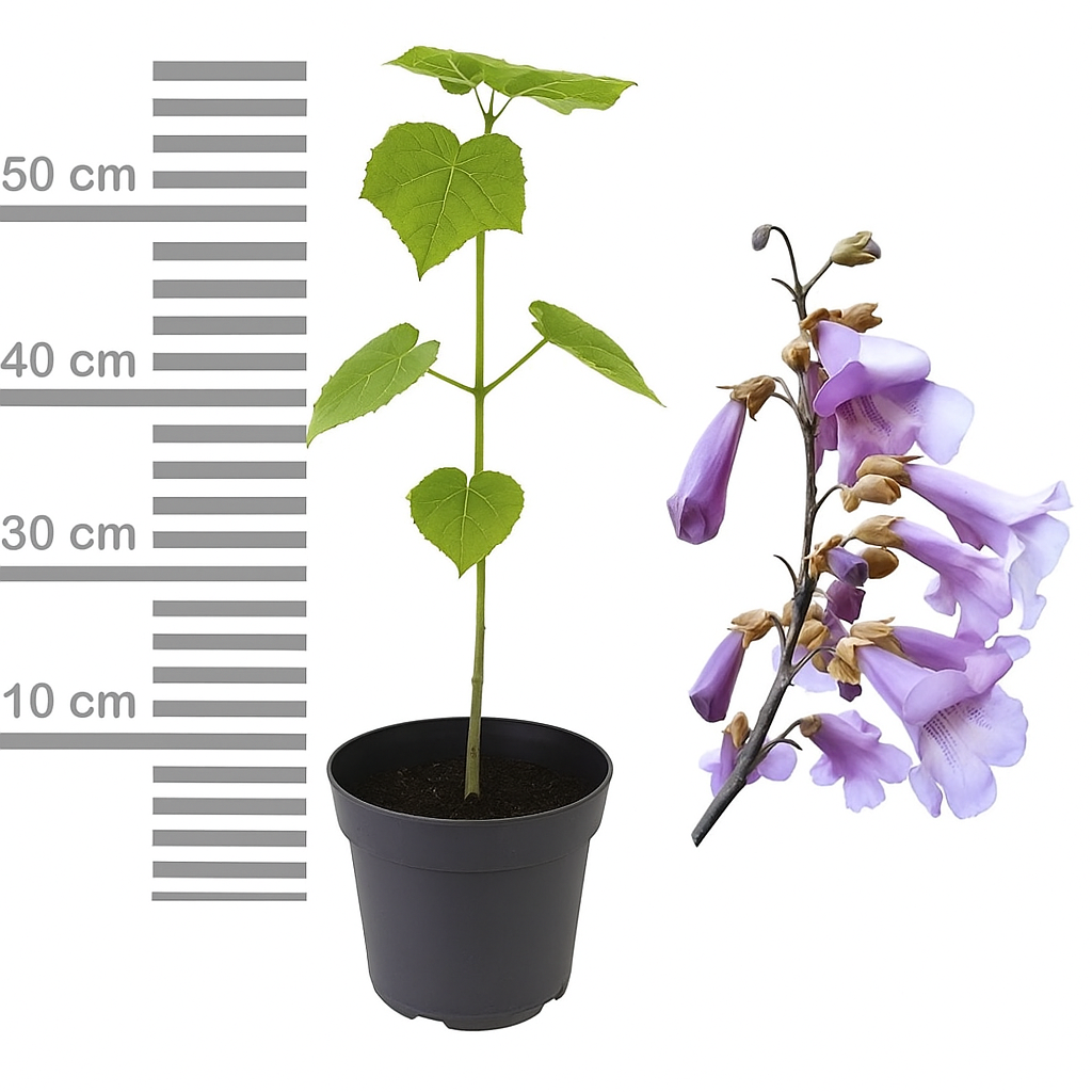 Arborele Printesei- Paulownia Tomentosa, copac ornamental cu crestere rapida, flori mov-liliachii parfumate, copac de umbra perfect