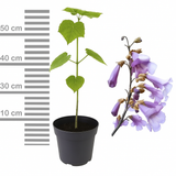 Arborele Printesei- Paulownia Tomentosa, copac ornamental cu crestere rapida, flori mov-liliachii parfumate, copac de umbra perfect