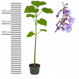 Arborele Printesei- Paulownia Tomentosa, copac ornamental cu crestere rapida, flori mov-liliachii parfumate, copac de umbra perfect
