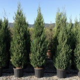 Chiparos Leylandii Blue Jeans, cu frunzis albastru-verzui, gard viu vesnic verde
