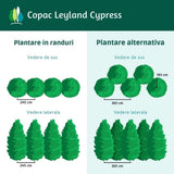 Chiparos Leylandii,  gard viu rapid vesnic verde, crestere rapida, conifer foare rezistent la boli