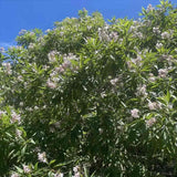 Chitalpa decorativ Summer Bells (Chitalpa Tashkentensis), flori roz parfumate rezistent la ger