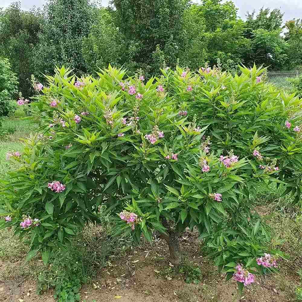 Chitalpa decorativ Summer Bells (Chitalpa Tashkentensis), flori roz parfumate rezistent la ger