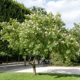 Chitalpa decorativ Summer Bells (Chitalpa Tashkentensis), flori roz parfumate rezistent la ger