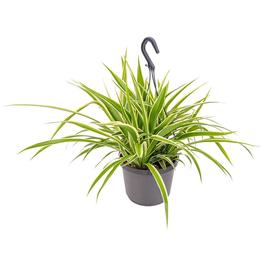 Pókfű (Chlorophytum comosum) 'Variegatum' – ívelt zöld-fehér levelű szobanövény