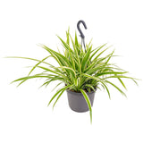 Pókfű (Chlorophytum comosum) 'Variegatum' – ívelt zöld-fehér levelű szobanövény