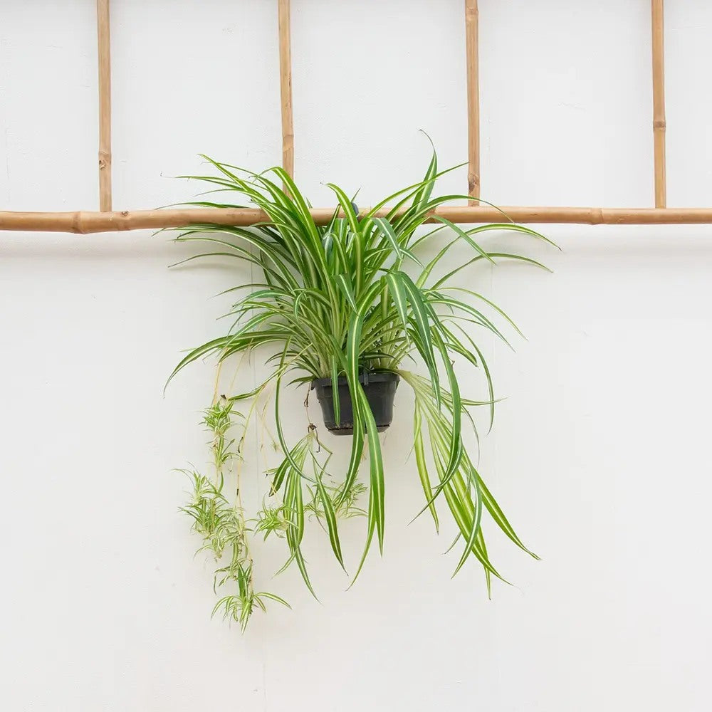 Pókfű (Chlorophytum comosum) 'Variegatum' – ívelt zöld-fehér levelű szobanövény