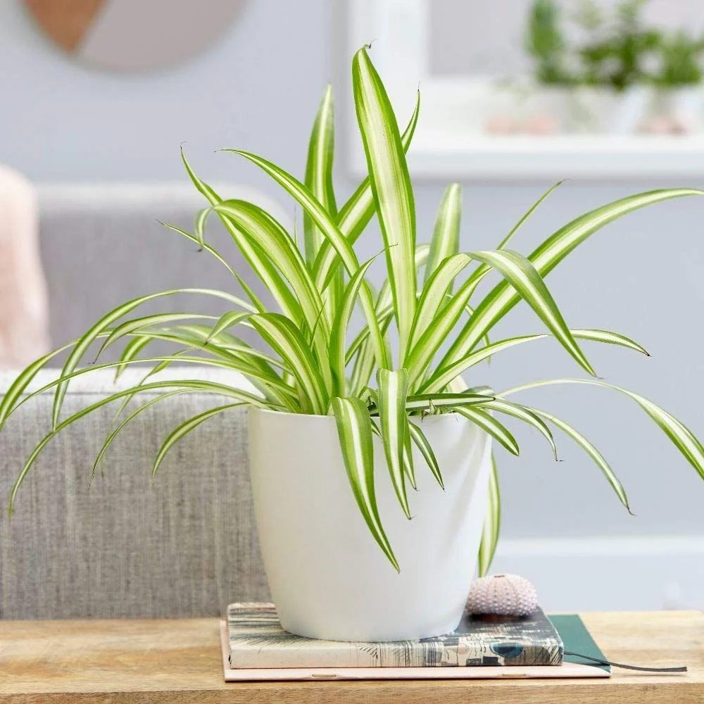 Pókfű (Chlorophytum comosum) 'Variegatum' – ívelt zöld-fehér levelű szobanövény