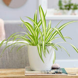 Pókfű (Chlorophytum comosum) 'Variegatum' – ívelt zöld-fehér levelű szobanövény