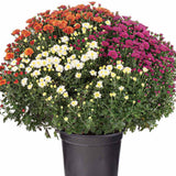 Crizantema Trio Colormix - Glob de 20-23 cm
