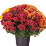 Crizantema Trio Colormix - Glob de 20-23 cm