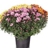 Crizantema Trio Colormix - Glob de 20-23 cm