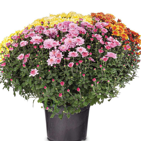 Crizantema Trio Colormix - Glob de 20-23 cm