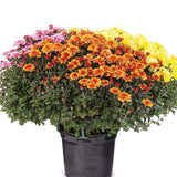 Crizantema Trio Colormix - Glob de 20-23 cm
