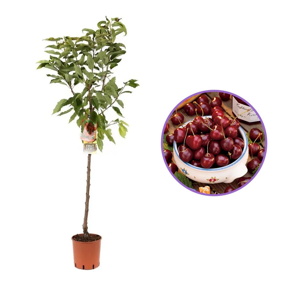 Cires (Prunsu Avium) Bigarreau Napoleon, cu fructe dulci-acidulate, galbene-rosii, an 2 pe rod