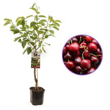 Cires (Prunus Avium) Sunburst, cu fructe dulci rosu inchis, an 2 pe rod
