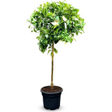 Pom Lamai (Citrus Limon), 140-160 cm, fructifer decorativ, autofertil, fructe galbene, parfumate, an 3 pe rod