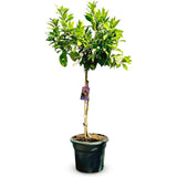 Portocal Washington Navel (Citrus sinensis), cu fructe dulci portocalii fara seminte, an 2 pe rod